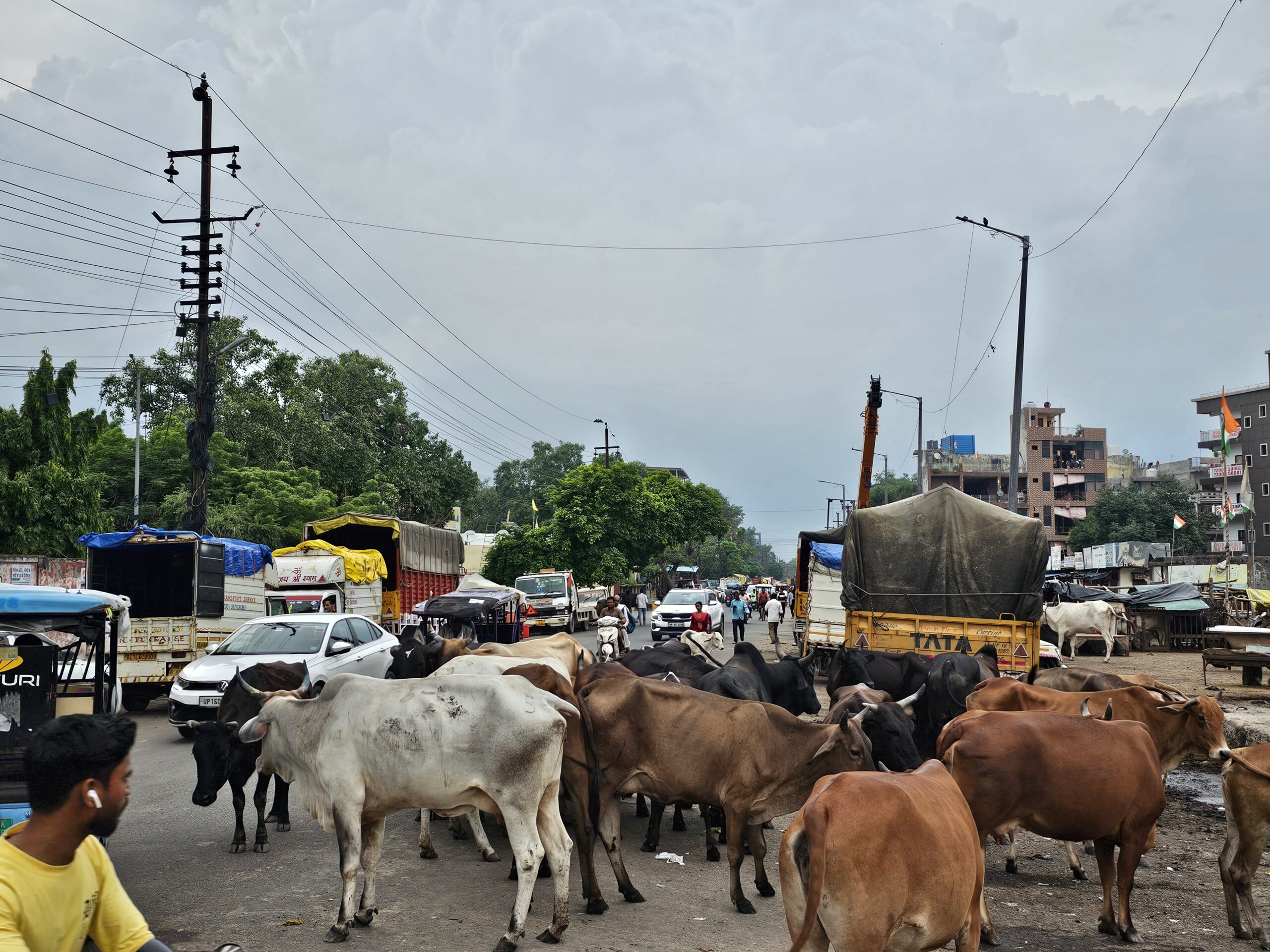 चालीस करोड़ श्रद्धालुओं और पर्यटकों को महाकुंभ में नजर नहीं आएंगे छोटे-बड़े पशु, कुंभ के सभी मार्ग बनेंगे नो एनीमल जोन