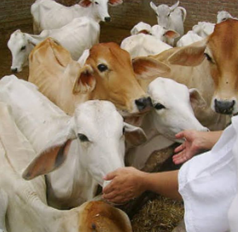 गौ सेवकों को विशेष रूप से किया जाएगा सम्‍मानित