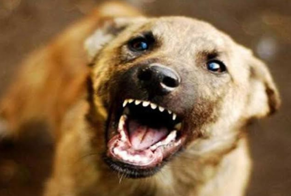 नोएडा में लावारिस कुत्ते ने पांच लोगों को काटा, पार्क में घूमने वाले लोगों में मचा हड़कंप