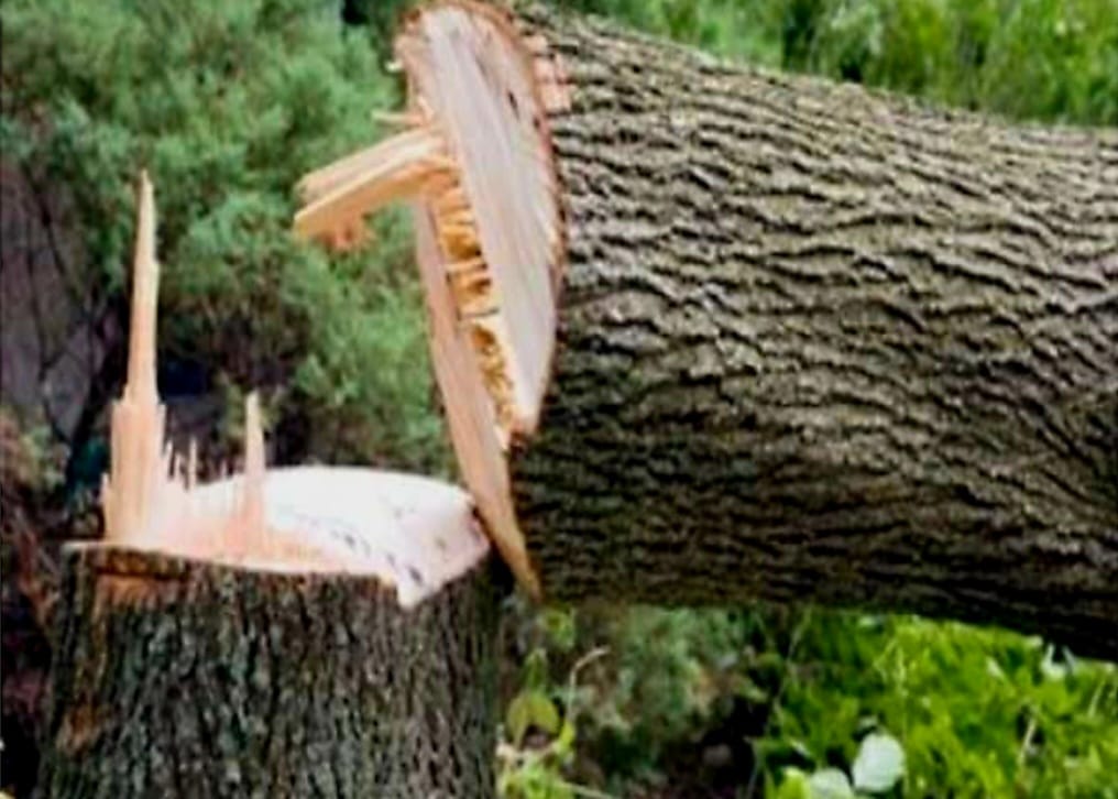 अवैध रूप से पेड़ काटने के मामले में बिल्डर पर कार्रवाई शुरु: एनजीटी में मंगलवार को होगी डीसीएम डेवू में पेड़ काटने के मामले की सुनवाई