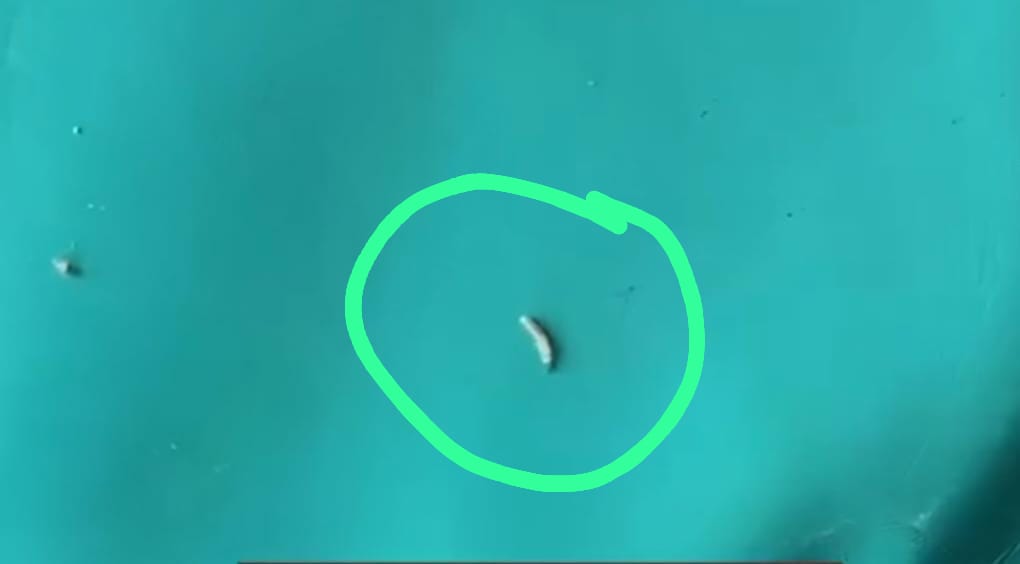 हास्‍टल संचालक भर रहे जेब, खाने में निकल रहा कीड़ा: रक्षा हास्‍टल के खाने में निकला कीड़ा, छात्र हुए नाराज