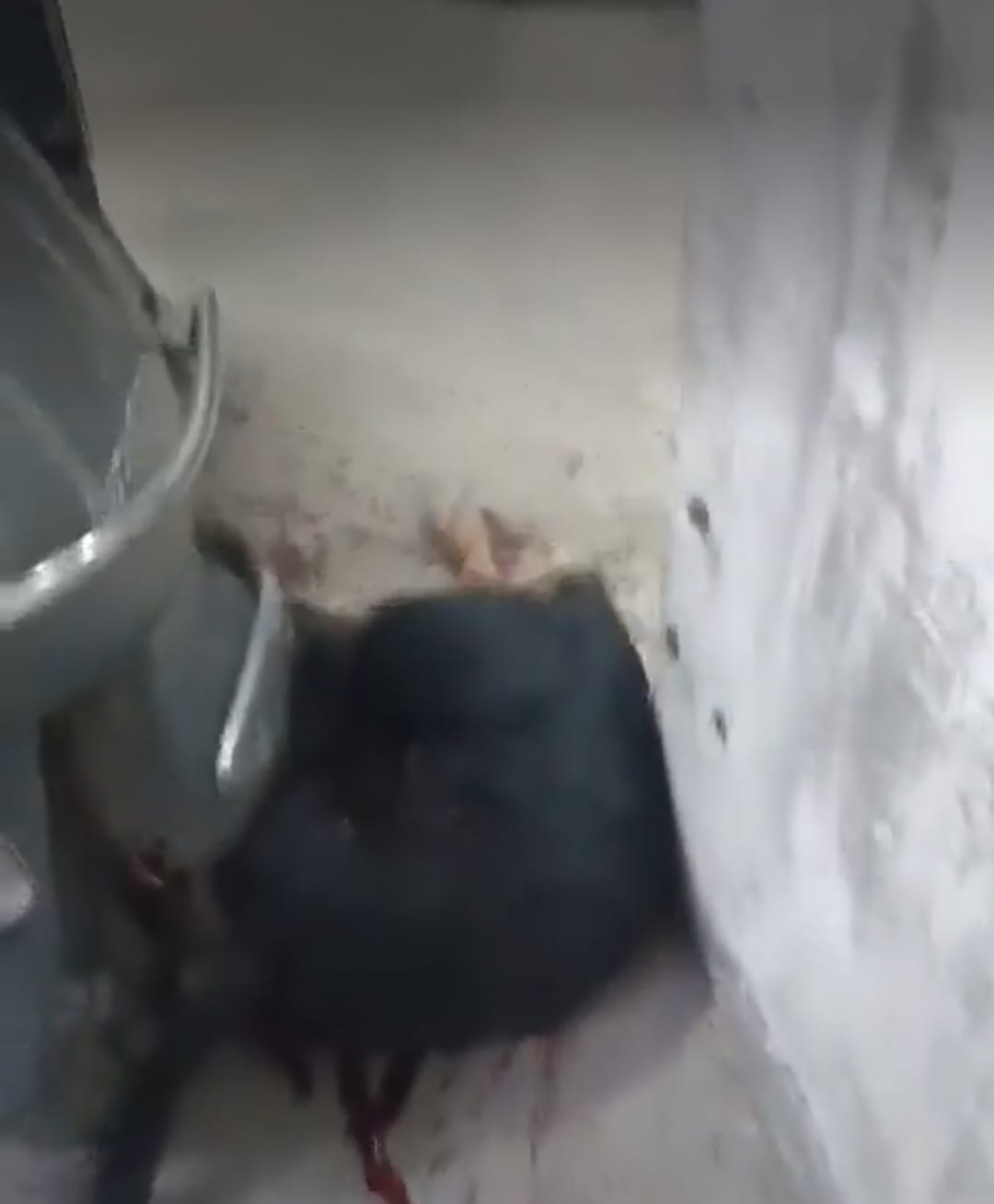 बेजुबान के प्रति फ‍िर दिखा अमानवीय चेहरा: हाईराइज सोसायटी में रहने वाले पढ़े-लिखे बन रहे हैवान