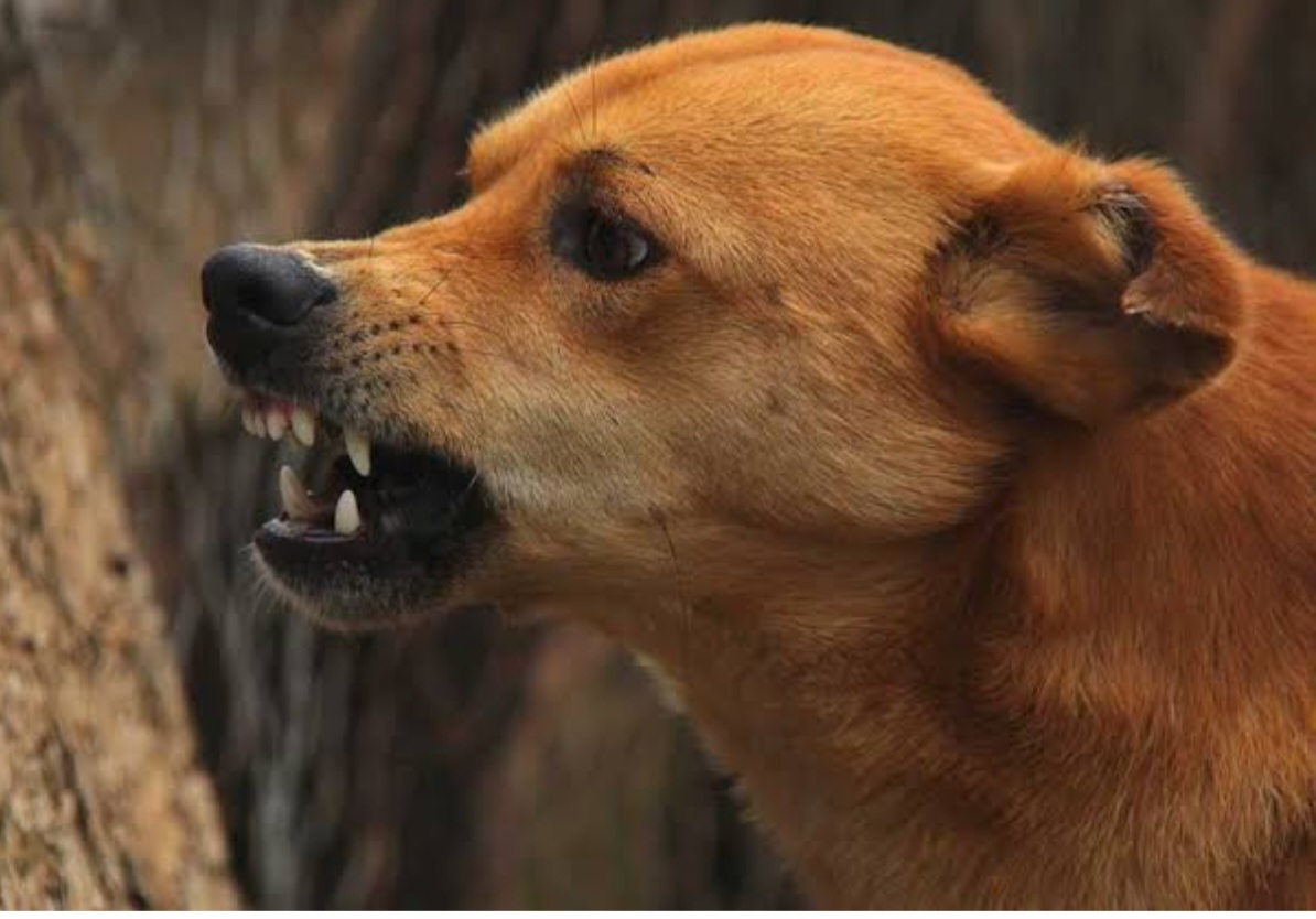 पैरामाउंट फ्लोरविले सोसाइटी में आवारा कुत्ते को पकड़ने पहुंची टीम का विरोध, दो गुटों में बंटे निवासी