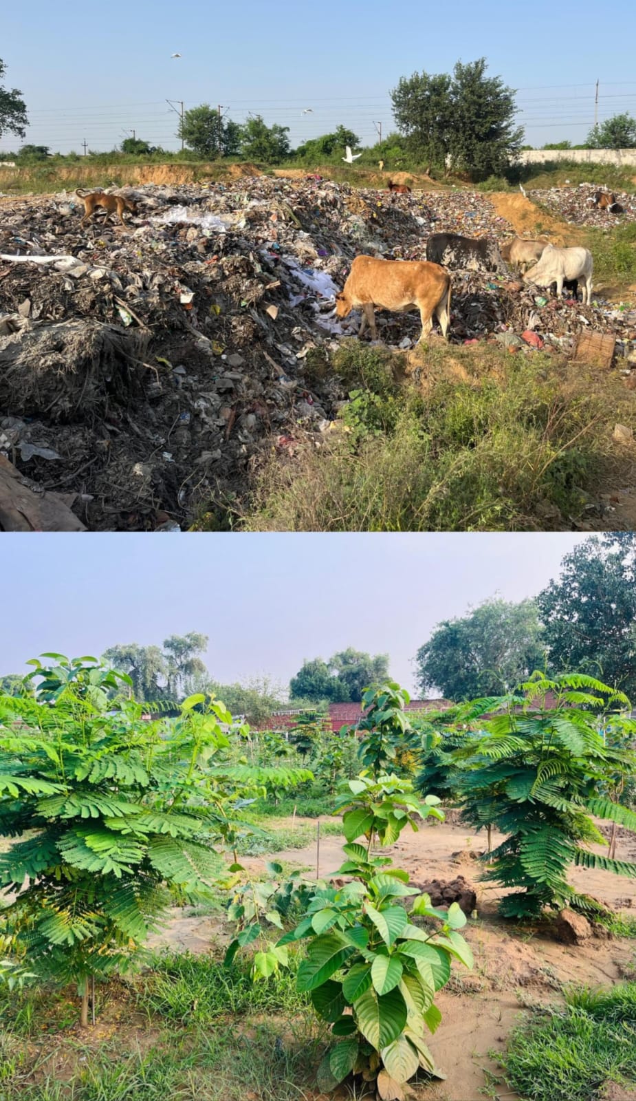 कुछ माह की मेहनत और बदल गए नजारे: कूड़ा फेंकने वाले स्‍थान पर हरियाली ने ओढ़ी चादर