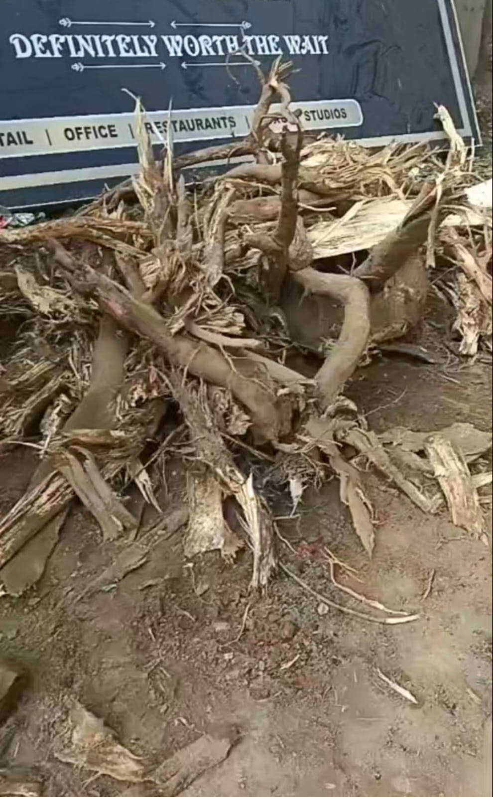 मुख्‍यमंत्री के सपने को नीलय स्‍क्‍वायर बिल्‍डर ने लगाया पलीता: प्रोजेक्‍ट दिखाने के लिए रात के अंधेरे में बिल्‍डर ने काट दिए कई पेड़