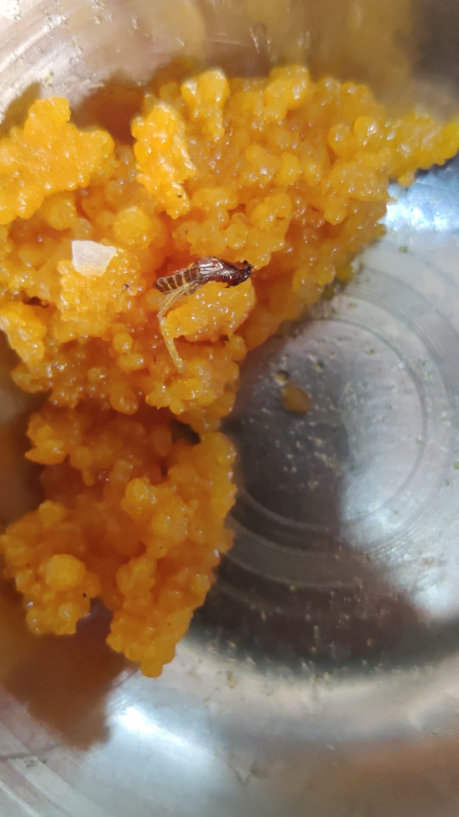 और लोगों ने नहीं खाए स्‍वतंत्रता दिवस के लड्डू:लड्डू में कीड़ा निकलने के बाद मेंटेनेंस प्रबंधन के प्रति लोगों में नाराजगी