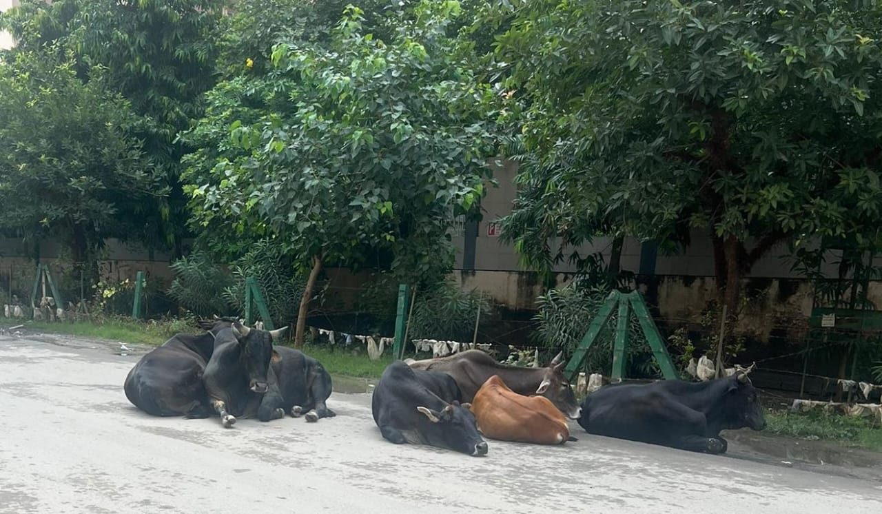 पलक झपकते ही ग्रेटर नोएडा वेस्‍ट में हो गया बड़ा हादसा: गंभीर रूप से घायल को अस्‍पताल में कराया गया भर्ती