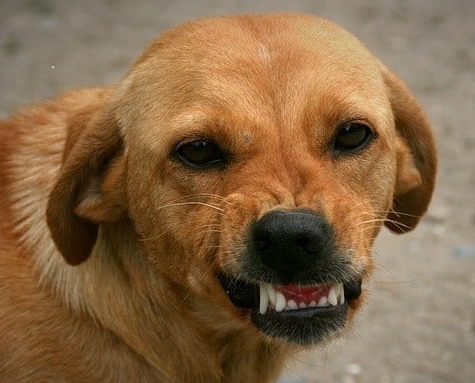 आवारा कुत्तों का आतंक, बच्चे को काटा