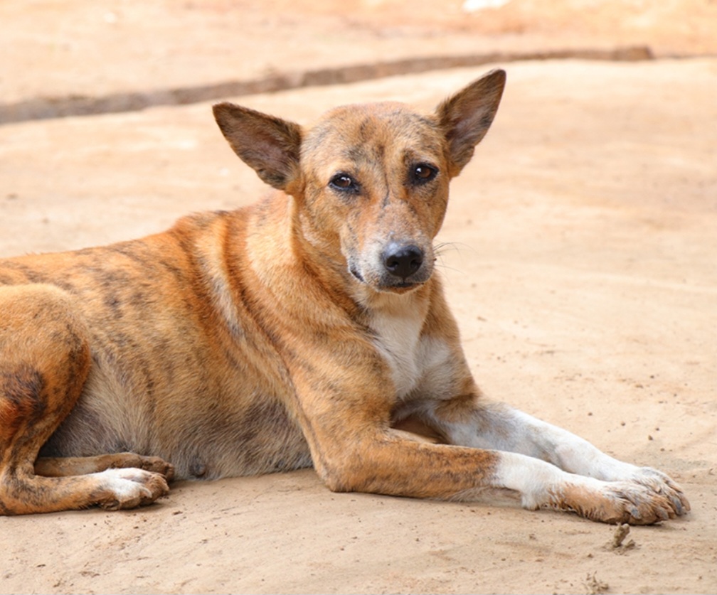 शहर की तीन हाईराइज सोसाइटियां बनीं लावारिस कुत्ता मुक्त, बच्चों-बुजुर्गों को मिली राहत
