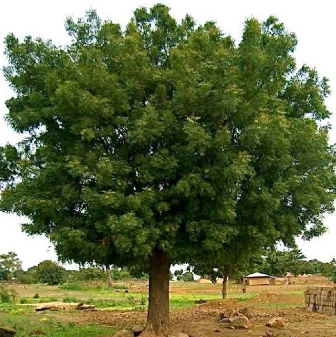 मुरादगढ़ी में हरा नीम का पेड़ काटते तीन गिरफ्तार, चौकीदार की सूचना ने बचाया पर्यावरण