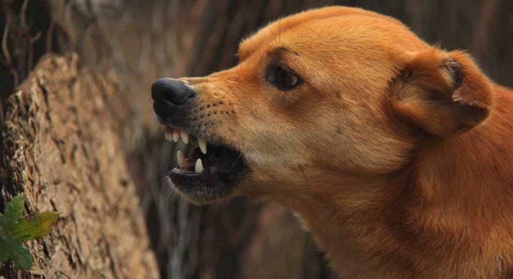 पालतू कुत्‍ते के हमले में बच्‍चा हो गया घायल:शिकायत पर पुलिस ने कुत्‍ते के मालिक पर दर्ज किया मुकदमा