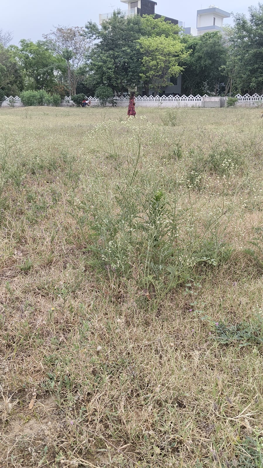 ओमिक्रान-3 सेक्‍टर के पार्कों की हालत हुई खराब:पार्क में उगी है एक से दो फिट तक की जंगली घास